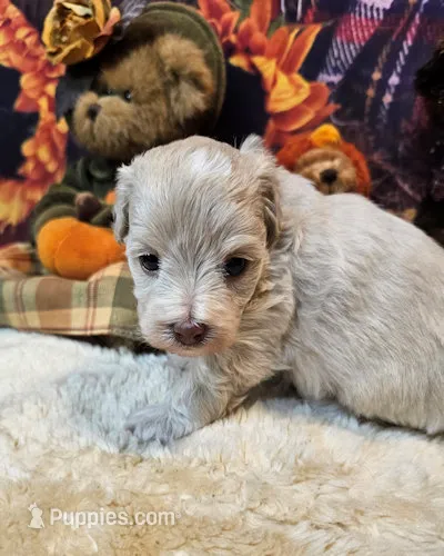 Maltipoo brecken – Maltipoo puppy for sale in Penrose, CO