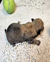 Oscar, a male Poodle - Toy  and Morkie for sale in Penrose, CO – 9 of 10