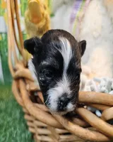 Scooter, a male Havanese and Maltese for sale in Penrose, CO – Photo 7 of 10