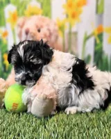 Scooter, a male Havanese and Maltese for sale in Penrose, CO – Photo 7 of 9