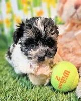 Scooter, a male Havanese and Maltese for sale in Penrose, CO – Photo 4 of 9