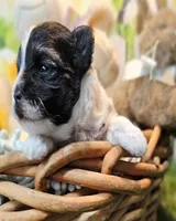 Scooter, a male Havanese and Maltese for sale in Penrose, CO – Photo 5 of 10