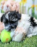 Scooter, a male Havanese and Maltese for sale in Penrose, CO – Photo 6 of 9