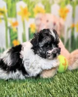 Scooter, a male Havanese and Maltese for sale in Penrose, CO – Photo 3 of 9