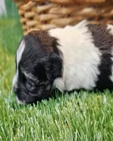 Scooter, a male Havanese and Maltese for sale in Penrose, CO – Photo 9 of 10