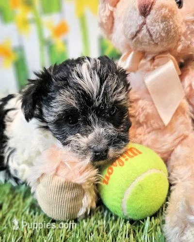 Scooter – Havanese, Maltese puppy for sale in Penrose, CO