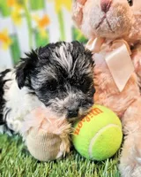 Scooter, a male Havanese and Maltese for sale in Penrose, CO – Photo 1 of 9