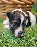 Scooter, a male Havanese and Maltese for sale in Penrose, CO – Photo 10 of 10