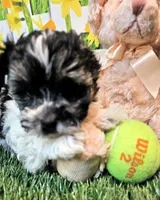 Scooter, a male Havanese and Maltese for sale in Penrose, CO – Photo 5 of 9