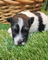 Scooter, a male Havanese and Maltese for sale in Penrose, CO – Photo 8 of 10