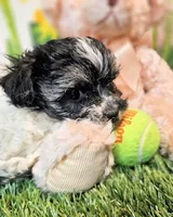 Scooter, a male Havanese and Maltese for sale in Penrose, CO – Photo 9 of 9
