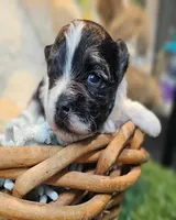 Scooter, a male Havanese and Maltese for sale in Penrose, CO – Photo 4 of 10