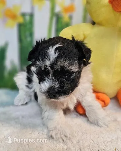 Scooter – Havanese, Maltese puppy for sale in Penrose, CO