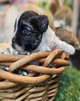 Scooter, a male Havanese and Maltese for sale in Penrose, CO – Photo 3 of 10