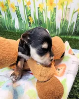 Jackson, a male Maltese and Morkie for sale in Penrose, CO – 6 of 8