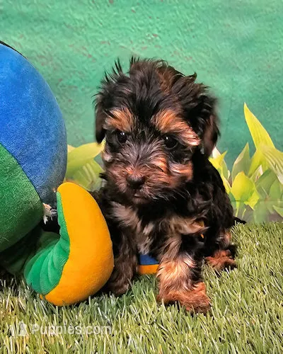 Jefferson – Yorkshire Terrier, Morkie puppy for sale in Penrose, CO