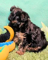 Yorkiepoo pup, a male Yorkipoo and Yorkshire Terrier for sale in Penrose, CO – 4 of 10