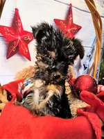 Yorkiepoo pup, a male Yorkipoo and Yorkshire Terrier for sale in Penrose, CO – 3 of 5