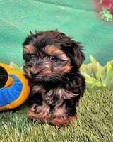 Jefferson, a male Yorkshire Terrier and Morkie for sale in Penrose, CO – 2 of 10