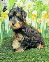 Fraiser, a male Yorkshire Terrier for sale in Penrose, CO – 4 of 8