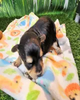 Jackson, a male Maltese and Morkie for sale in Penrose, CO – 3 of 8