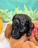 Paisleigh, a female Poodle - Toy  for sale in Penrose, CO – 9 of 10