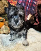 Orielle, a female Maltese and Morkie for sale in Penrose, CO – 2 of 6