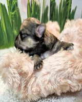 Oscar, a male Poodle - Toy  and Morkie for sale in Penrose, CO – 1 of 10