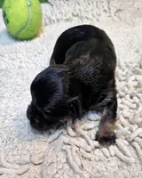 Orielle, a female Maltese and Morkie for sale in Penrose, CO – 10 of 10