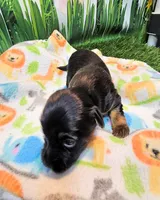 Farrah, a female Yorkshire Terrier and Poodle - Toy  for sale in Penrose, CO – 5 of 10