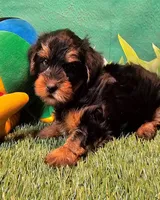Fraiser, a male Yorkshire Terrier for sale in Penrose, CO – 9 of 10