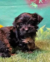 Farrah, a female Yorkshire Terrier and Poodle - Toy  for sale in Penrose, CO – 9 of 10