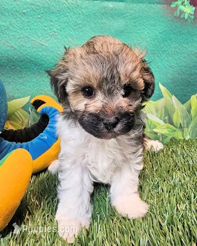 Lil Peanut – Maltese, Poodle - Toy  puppy for sale in Penrose, CO