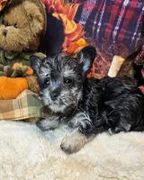 Orielle, a female Maltese and Morkie for sale in Penrose, CO – 1 of 6