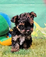 Felix, a male Yorkipoo and Yorkshire Terrier for sale in Penrose, CO – 6 of 10