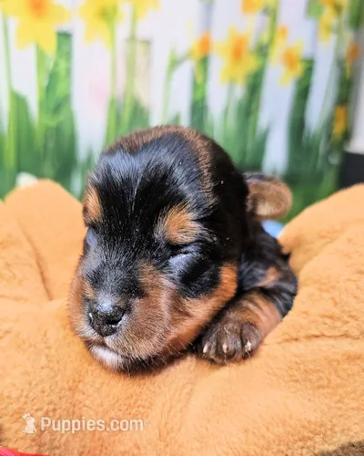 Fraiser – Yorkshire Terrier puppy for sale in Penrose, CO