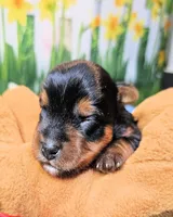 Fraiser, a male Yorkshire Terrier for sale in Penrose, CO – 1 of 7