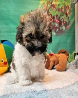 Lil Peanut, a male Maltese and Poodle - Toy  for sale in Penrose, CO – 5 of 9