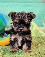 Felix, a male Yorkipoo and Yorkshire Terrier for sale in Penrose, CO – 10 of 10