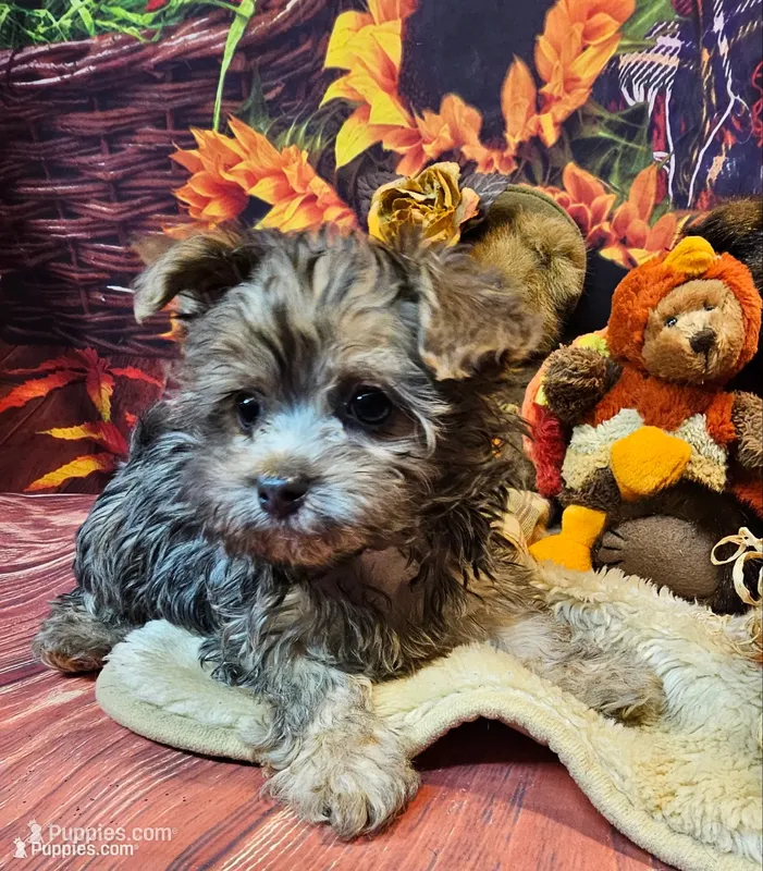 Oliver – Maltese, Morkie puppy for sale in Penrose, CO