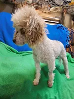 Roscoe, a male Maltese and Poodle - Toy  for sale in Penrose, CO – Photo 4 of 10