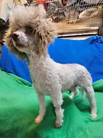 Roscoe, a male Maltese and Poodle - Toy  for sale in Penrose, CO – Photo 10 of 10