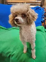 Roscoe, a male Maltese and Poodle - Toy  for sale in Penrose, CO – Photo 8 of 10