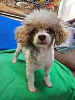 Roscoe, a male Maltese and Poodle - Toy  for sale in Penrose, CO – Photo 1 of 10