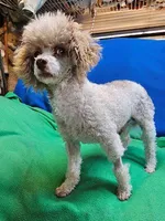 Roscoe, a male Maltese and Poodle - Toy  for sale in Penrose, CO – Photo 2 of 10