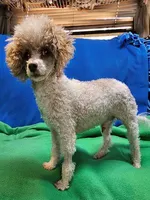 Roscoe, a male Maltese and Poodle - Toy  for sale in Penrose, CO – Photo 7 of 10