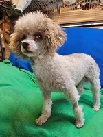 Roscoe, a male Maltese and Poodle - Toy  for sale in Penrose, CO – Photo 6 of 10