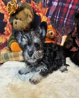 Orielle, a female Maltese and Morkie for sale in Penrose, CO – 3 of 6