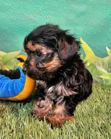 Jefferson, a male Yorkshire Terrier and Morkie for sale in Penrose, CO – 4 of 10