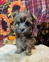 Morkie puppy Beautiful colors Moppy, a male Poodle - Toy  and Morkie for sale in Penrose, CO – 5 of 6